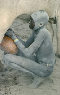 SUDAN, People, Milking cow in Dinka cattle camp.