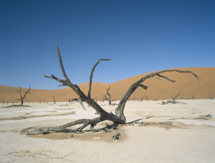NAMIBIA, Namib Desert, Sossusvlei, Deadvlei. Dried up salt pan and 5000 year old tree stumps. Sand