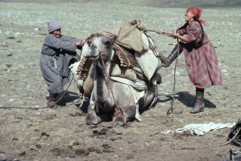 MONGOLIA, People, Loading camel before moving camp.