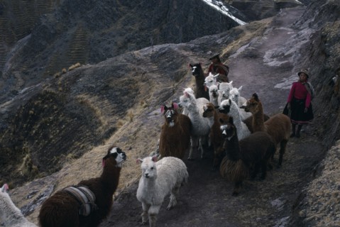 PERU, Cordillera Vilcanota, Shepherd family on long descent to Pitumarca to sell  their alpaca.
