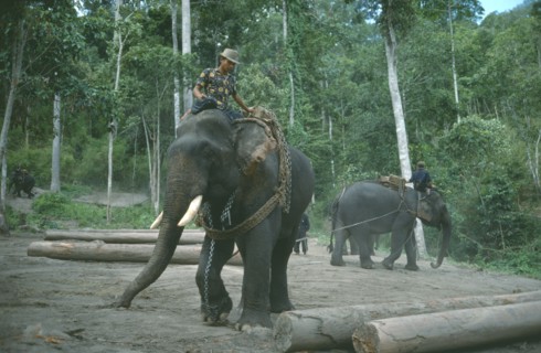 THAILAND, North, Working elephants clearing tropical hardwood forests.