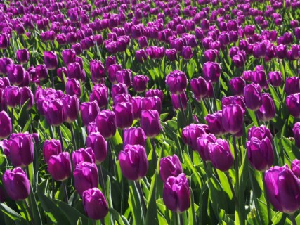 HOLLAND, North Holland, Egmond aan de Hoef, Purple Tulip flowers