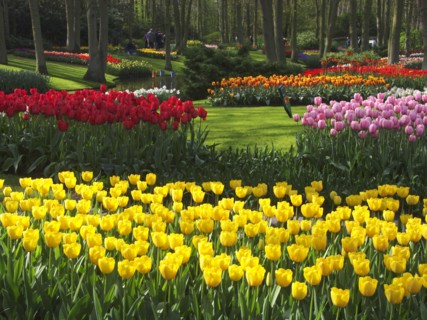 HOLLAND, South Holland, Keukenhof Gardens, Tulips by Queen Juliana Pavilion