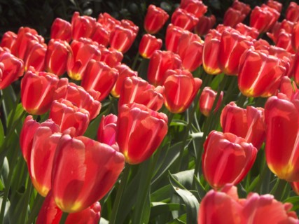 HOLLAND, South Holland, Keukenhof Gardens, "Tulips,  Ninja variety."