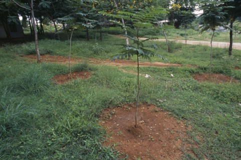 INDIA, Andhra Pradesh, Hyderabad, Trees planted in depression to harvest rainwater.