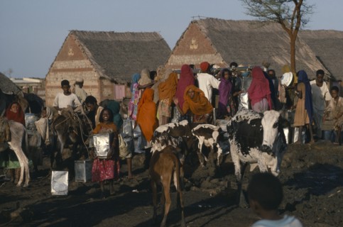 SUDAN, Sahara, Eritrean refugees at well with cattle herd and pack donkey.