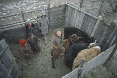 MONGOLIA, Children, Looking down on children playing in calf pen.