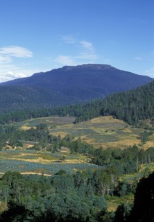 AUSTRALIA, "Tasmania,", Great Western Tiers, Logged slopes planted with new saplings. Deforestation