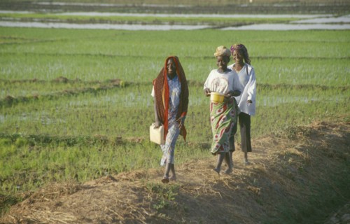 BURKINA  FASO, Bobo Dioulassou, Young women returning from work in paddy field.