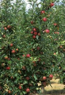 AUSTRALIA, Tasmania, Huonville, Apples growing in the Huon River orchard region south west of