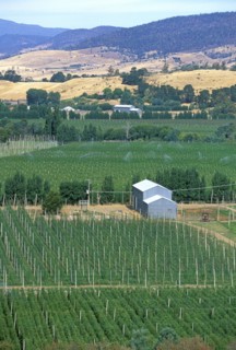 AUSTRALIA, Tasmania, New Norfolk, "Hops growing at the hop-growing capital of the state: Bushy