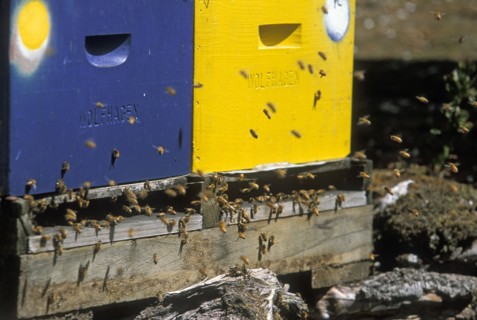 AUSTRALIA, Corinna, "Beehives, honey is an important state industry, in the Pieman River State