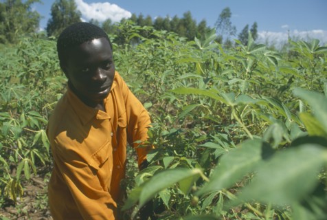 MALAWI, Mulanje, Portrait of farmer amongst his Cassava crop in an Ekhamuru Village.