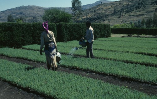 ETHIOPIA, Agriculture, Workers in Oxfam plant nursery with juniper seedlings used for timber and