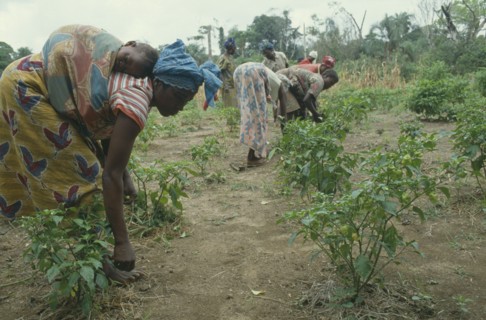 SIERRA LEONE, Kambla, Woman carrying child on her back as she works in vegetable plot.