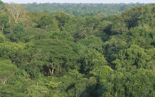 BRAZIL, Amazon, Para, Caxiuana.  Elevated view across rainforest canopy in sunlight.