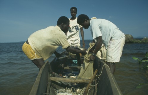 UGANDA, Kampala, Fishing on Lake Victoria.