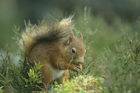 SCOTLAND, Glenfeshie, "Red Squirrel, Sciurus vulgaris.  Single animal on ground holding nut."