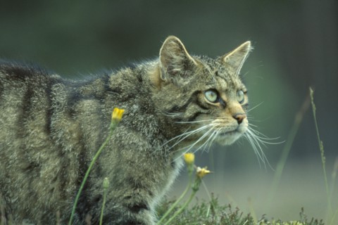 SCOTLAND, Glenfeshie, "Scottish Wild Cat, Felis silvestris grampia.  Cropped shot of single animal