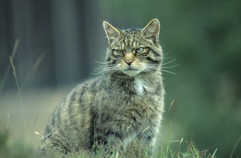 SCOTLAND, Glenfeshie, "Scottish Wild Cat, Felis silvestris grampia.  "