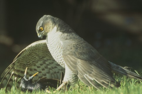 ENGLAND, West Sussex, Angmering, "Sparrowhawk, Accipiter nisus.  Male bird of prey on ground with