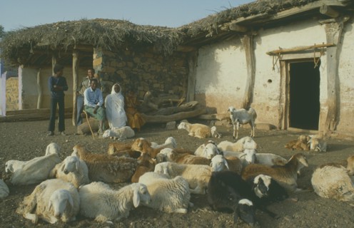 ERITREA, Seraye Province, Sheep farmer and family outside home in remote village with flock in