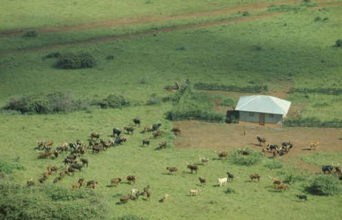 RWANDA, Farmland, Aerial view over Tutsi farmstead and longhorn cattle.