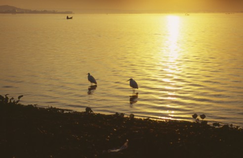UGANDA, Jinja, Golden sunrise over Lake Victoria. Two birds and a boat in the water.