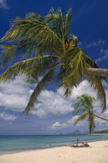 Dominican Republic, Landscape, Sandy beach with overhanging Palm trees with people on the sand and