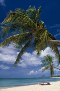 West Indies, Dominican Republic, Landscape, Beach with overhanging Palm tree