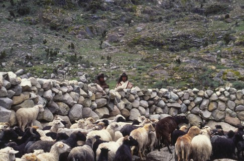COLOMBIA, Santa Marta, Sierra Nevada , Two Ica Indian brothers overlooking sheep.