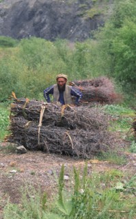 PAKISTAN, North West Frontier Province, Chitral, Hill dweller collecting wood.
