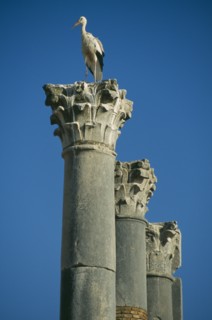 MOROCCO, Volubilis, Roman ruins of the Capitol dating from 217 AD with storks nesting on top of the