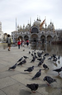 ITALY, Veneto, Venice, Aqua Alta High Water flooding in St Marks Square with pigeons and