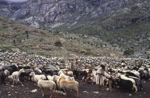 COLOMBIA, Santa Marta, Sierra Nevada , "Ica man feeding sheep with family looking on, next to a