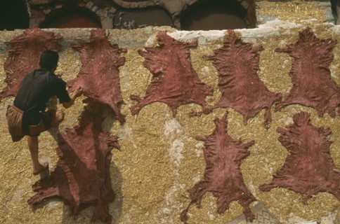 MOROCCO, Fes, Chouwara Tanneries.  Looking down on man gathering hides dyed red and stretched out