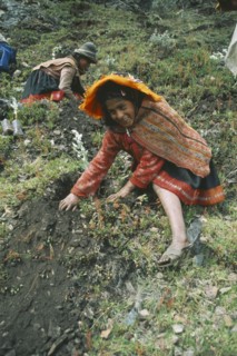 PERU, Cusco, Quishaurani, "Local Quechuan girl in traditional dress, tree planting on reforestation