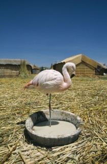 BOLIVIA, La Paz, Lake Titicaca, "Uros Floating Islands. Captive flamingo standing on one leg, alone