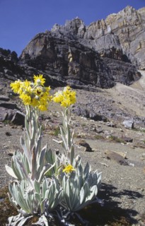 COLOMBIA, Cordillera , Boyaca, "Sierra Nevada de Cocuy, Frailejon plant with mountains in the