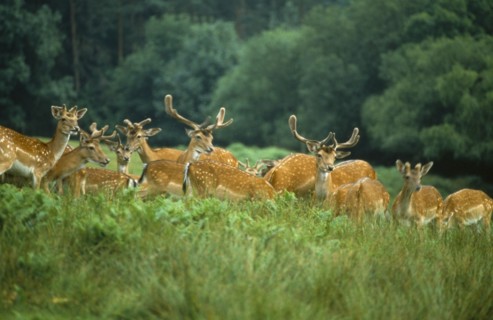 ANIMALS, Deer, Group of Fallow deer stags standing in long grass and bracken.