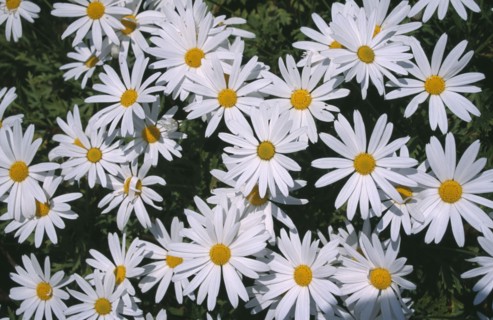 PLANTS, Flowers, Massed, Ox Eye Daisies. Leucanthemum vulgare. United Kingdom. Channel Islands.
