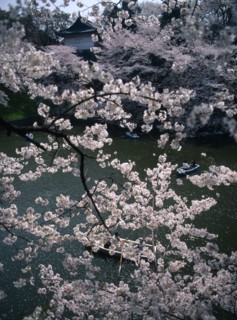 JAPAN, Honshu, Tokyo, Chidorigafuchi Park.  Boaters on lake beneath cherry blossom at Tayasu-mon