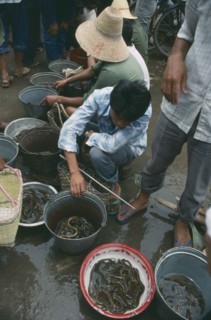 CHINA, Guangxi Province, Yangshuo, Market sellers with buckets of Eels.
