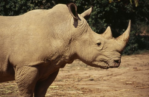 UGANDA, Entebbe Wildlife Park, White Rhino
