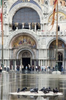 ITALY, Veneto, Venice, Aqua Alta High Water flooding in St Marks Square with pigeons on a dry piece