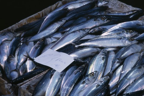 ITALY, Sicily, Catania, La Pescheria di Sant Agata. Fish market with detail of  fresh Mackerel and