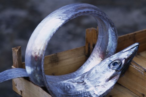 ITALY, Sicily, Catania, La Pescheria di Sant Agata. Fish market with detail of  a Silver fish