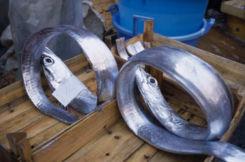 ITALY, Sicily, Catania, La Pescheria di Sant Agata. Fish Market with two Silver fish rolled up in a