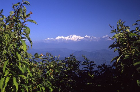 INDIA, West Bengal, Darjeeling, "View of Mount Kanchenjunga home of fine Indian tea, the old