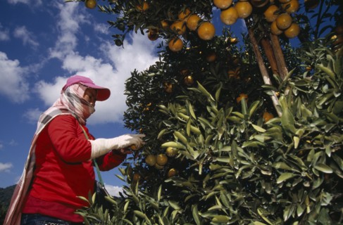 THAILAND, Chiang Mai Province, Tha Ton, Orange harvest worker wearing protective head covering and